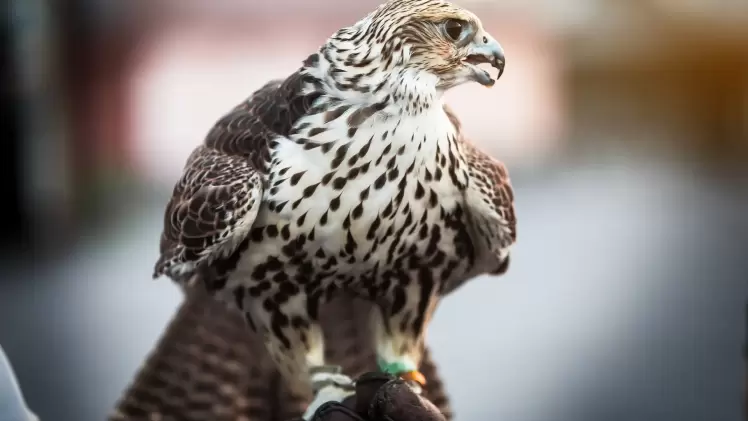 الصيد بالصقور في الخليج وقطر