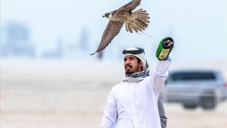 تربية الصقور في الخليج وقطر