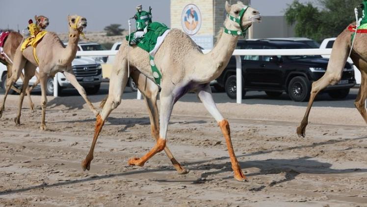 مهرجان المؤسس للهجن "صورة أرشيفية"