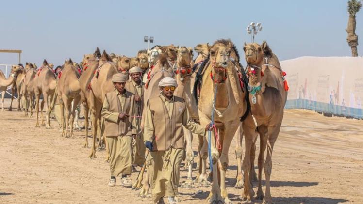 مهرجان قطر الثالث للإبل "صورة أرشيفية"
