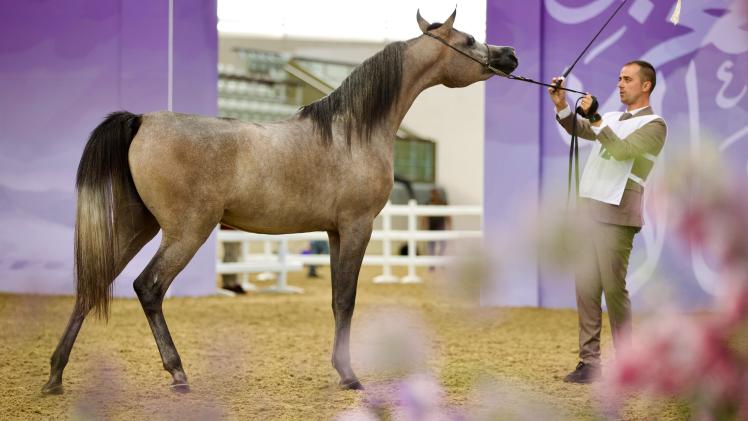 بطولة قطر لجمال الخيل العربية الأصيلة