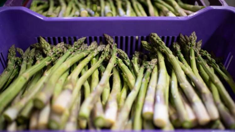 نبات الهليون