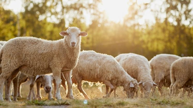 صورة تعبيرية