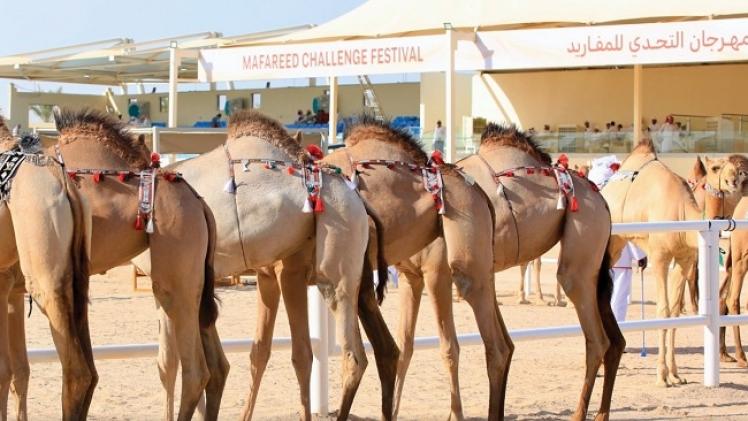 مهرجان التحدي للمفاريد