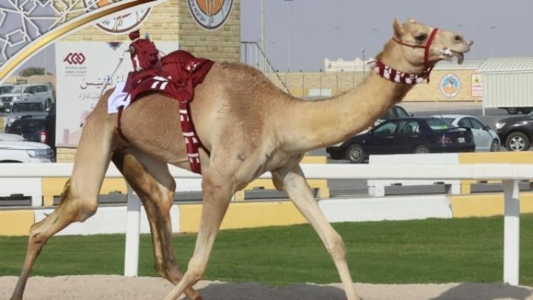 جانب من المنافسات