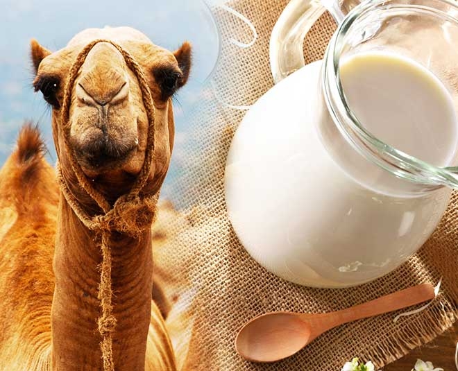 healthy-camel-milk