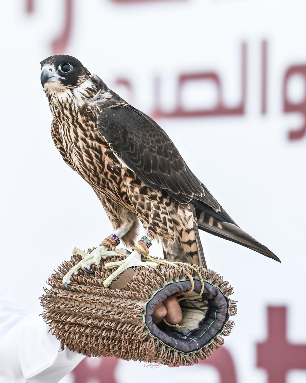 G7QWLq9WYAAvw12.jfif