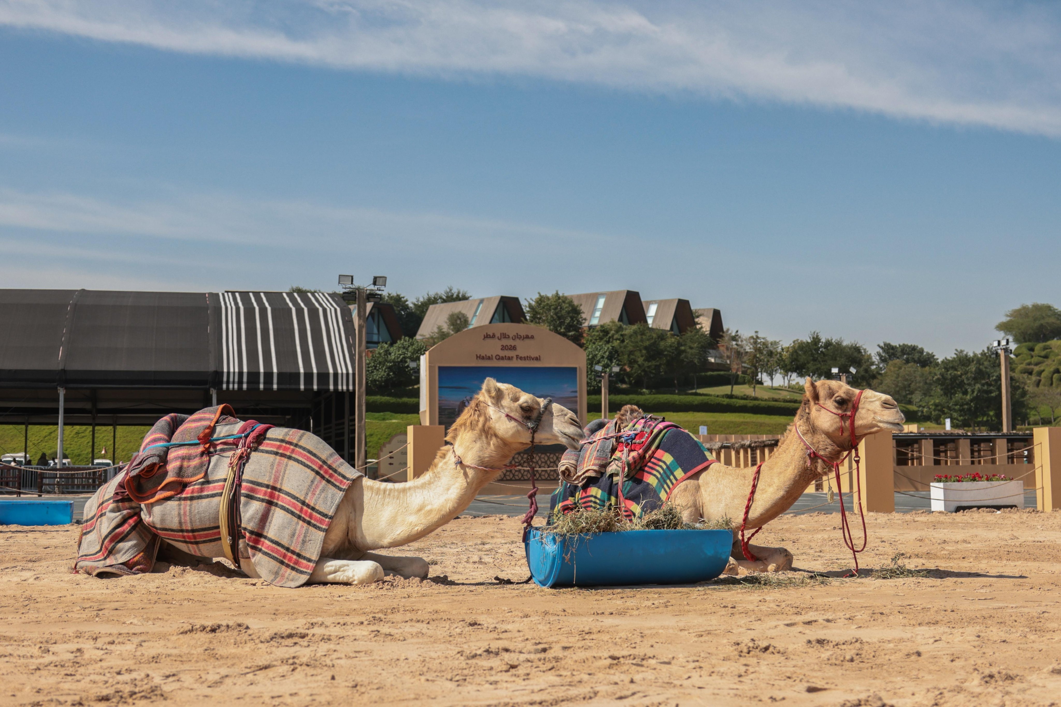 HA5fVIAWUAAujT6.jfif