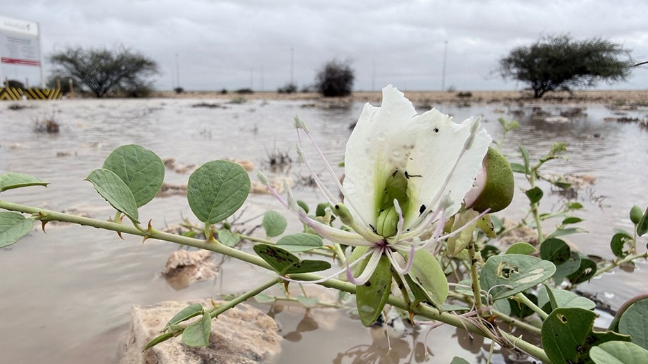 qna_weather_pluies_rawdh_30032026 Cropped